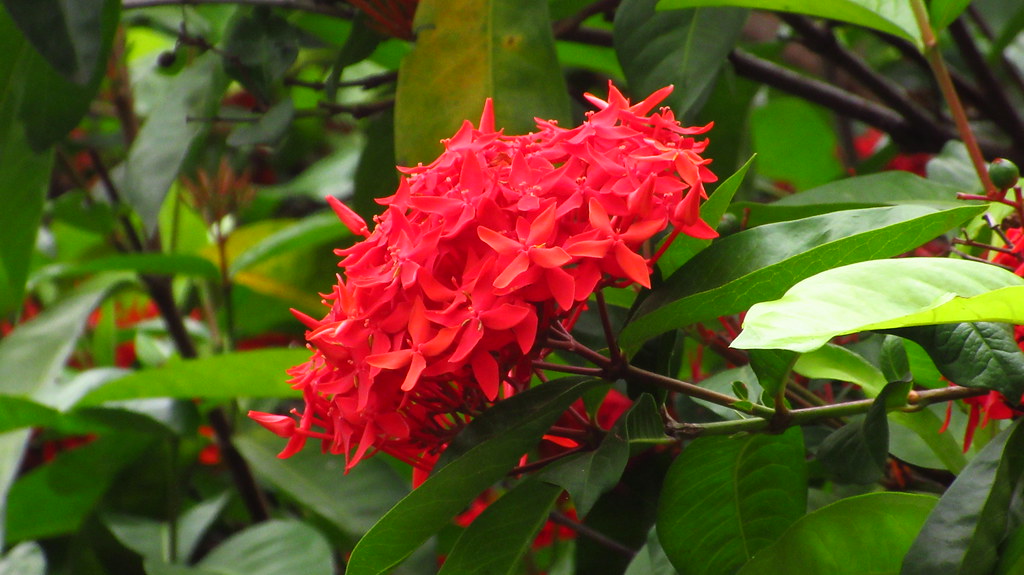 ต้นเข็มแดง ดอกไม้ดึงดูดหมู่ผึ้งและผีเสื้อ